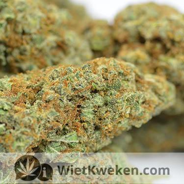 gedroogde-haze-wiet toppen haze wiet