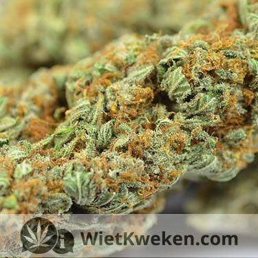 gedroogde-wiet-super-silver-haze droge wiet silver haze