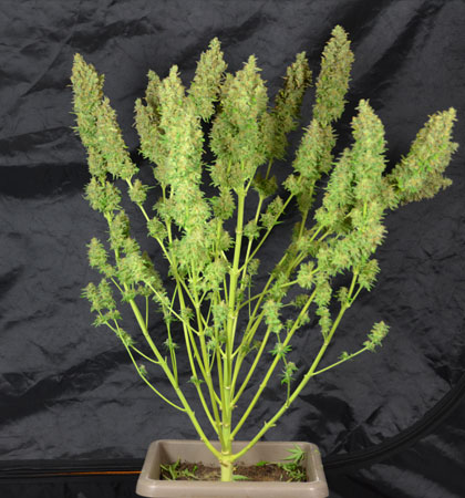 goede-oogst-van-perfecte-kwaliteit Een goede oogst van perfecte kwaliteit