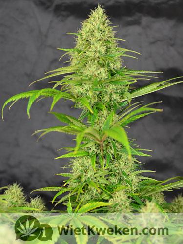 goede-opbrengst-bij-binnenkweek-amnesia-haze Goede opbrengst bij binnenkweek Amnesia Haze