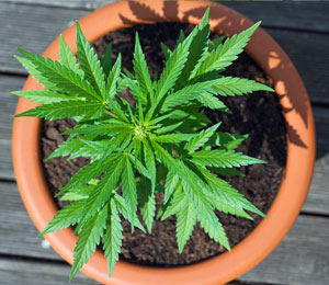 groeiperiode-het-groeien-van-je-wietplant Groeiperiode wietplanten.