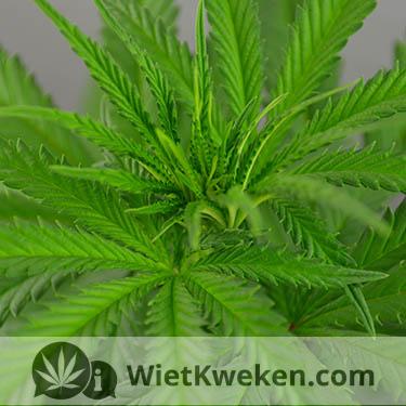 wietplant groeiperiode