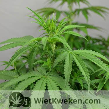 wietplant groeiperiode