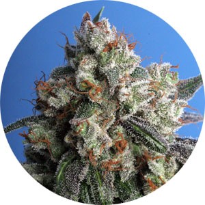 haze-genetica-wietsoorten-300x300