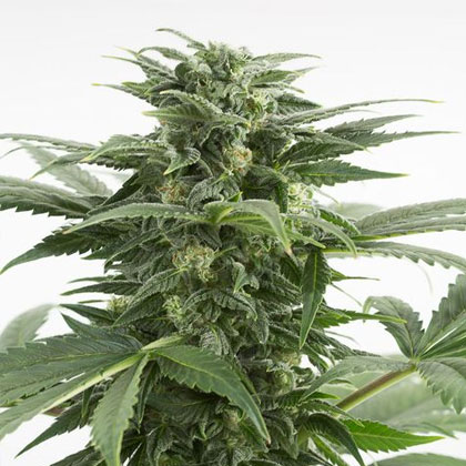 haze-xxl-autoflowering-dinafem Haze XXL Auto van Dinafem - Nummer 3 autoflowering zaden