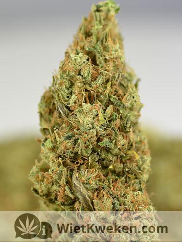 heerlijke-wiet-amnesia-haze Heerlijke wiet van de Amnesia Haze wietsoort.