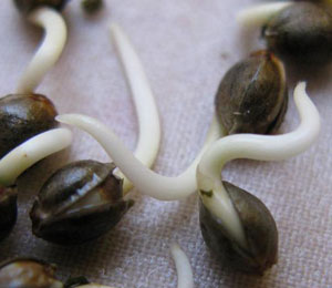 Wietzaadjes ontkiemen in water, aarde of op een vochtige ondergrond.