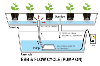 hydro-schema-wietplant Kweken op hydro