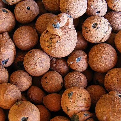 hydro kleikorrels wietplant