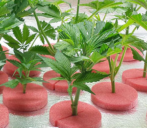 Een wietplant kopen is verboden