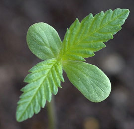 klein-wietplantje Een klein wietplantje na het ontkiemen.