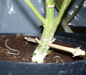 Hoe moet je een wietplant klieven?