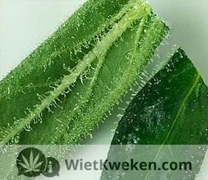 Knipafval van je wietplant.