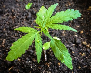 kweken-op-aarde-300x240