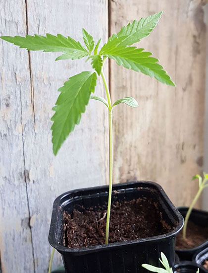 Wietplantje met lang dun steeltje.