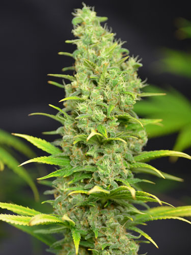 lange-top-power-plant Lange top van de Power Plant