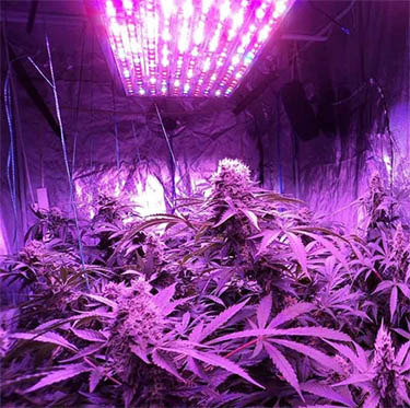 led-in-wiet-kweek-ruimte wiet kweken onder led