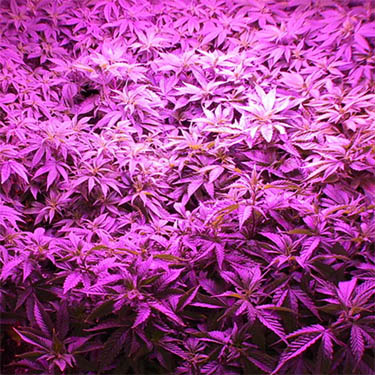 led-lamp-opbrengst led verlichting binnen kweken