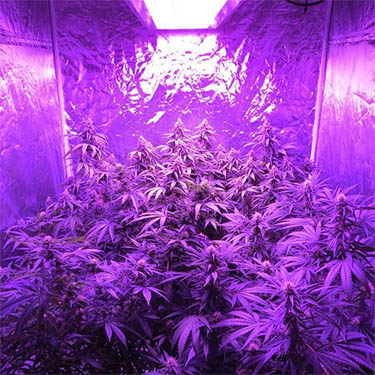 led-wiet-kweken-met-led-lampen led kweek dikke toppen