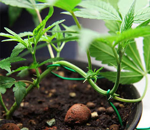 LST houdt in dat je je wietplantje vanaf zaailing plat laat groeien.