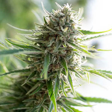 medicinale-wiet-tegen-depressief-gevoel medicinaal tegen depressie