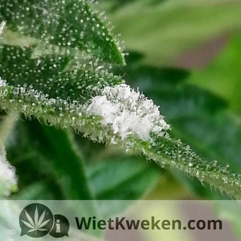 meeldauw op wiet blad