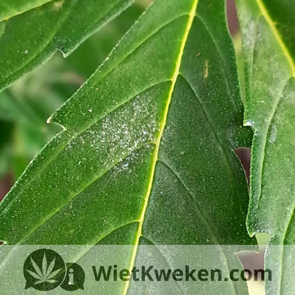 wietblad meeldauw begin