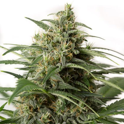 moby-dick-xxl-autoflowering-dinafem Moby Dick XXL Auto van Dinafem - Nummer 1 autoflowering zaden