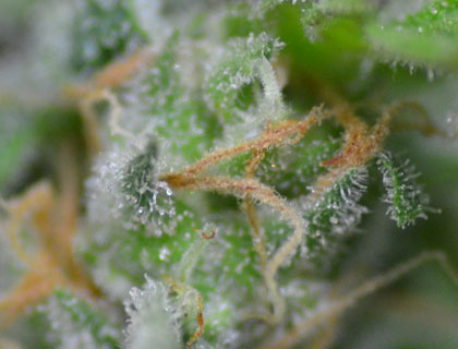 Mooie witte kristallen (trichomes)