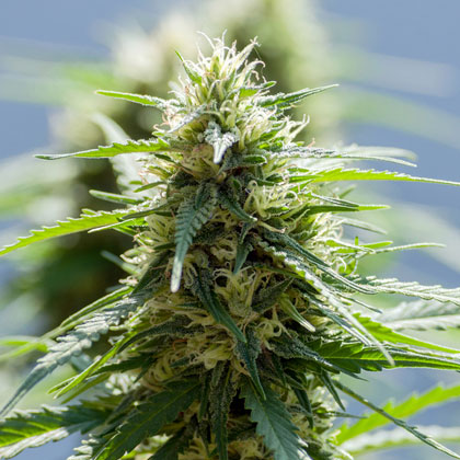 Northern Light wietplant