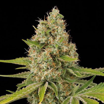 og-kush-dinafem Og Kush van Dinafem - Nummer 3 Gefeminiseerde Zaden