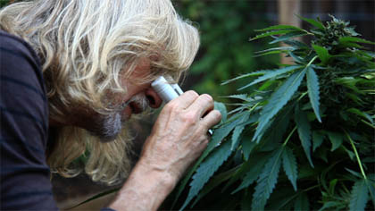 Ongedierte op wietplant zoeken