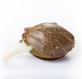 ontkiemd-wietzaadje Het ontkiemde wietzaadje gereed om te planten.