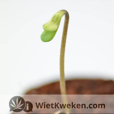 ontkiemde-zaailing zaailing wietplantje ontkiemt