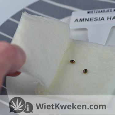 ontkiemen-tussen-vochtig-keukenpapier wietzaadje ontkiemen tussen keukenpapier