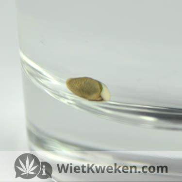 ontkiemen wietzaad in water