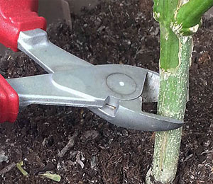 Medicinale cannabis voor het bestrijden van medische klachten.