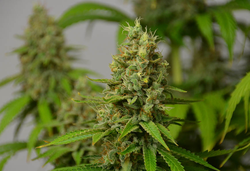 oogstrijpe-haze-wietplant-haze-wiet (1) oogstrijpe haze wietplant