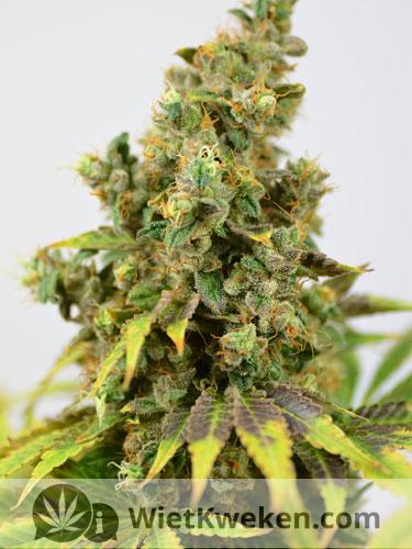 oogstrijpe-top-purple-haze Tp purple haze wietplant gereed om te oogsten.
