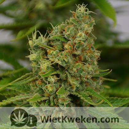 oogstrijpe-wiet-top oogstrijp wietplant top