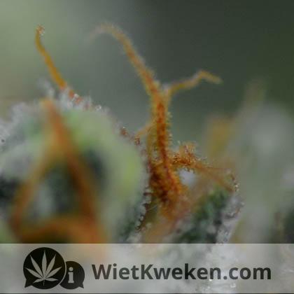 oogstrijpe-wietplant Wietplant oogstrijp