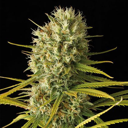 original-amnesia-dinafem original-amnesia-dinafem