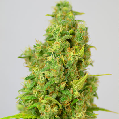 power-plant-huismerk-wietzaadjes Power Plant - Huismerk wietzaadjes.nl