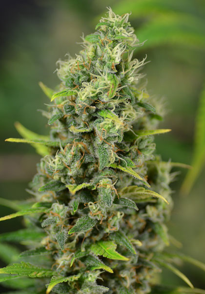 De toppen van de Power Plant kunnen wel 35 cm lang worden.