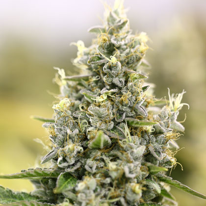 Power Plant wietplant