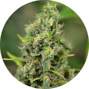 power-plant-wietsoort-300x300