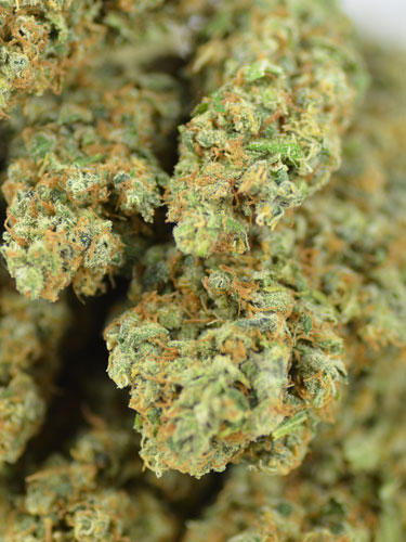 powerplants-krachtige-wiet Power Plant's krachtige wiet