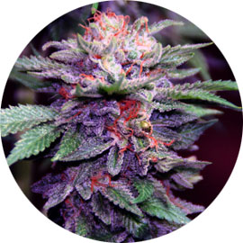 purple-haze-wiet-1 Purple Haze wietsoort