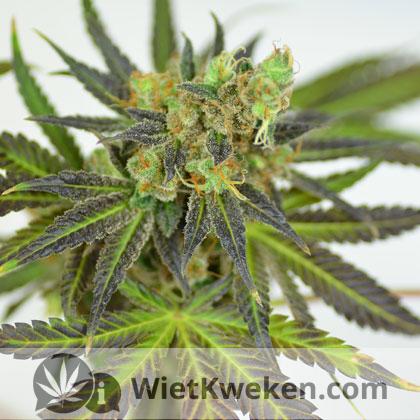 purple-haze-wiet-plant Purple Haze wiet plant