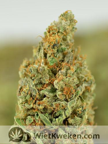 purple-haze-wiet Purple Haze wiet